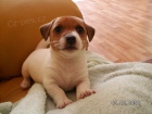 Prodm tn Mini Jack Russell