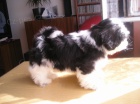 Prodm Shih-tzu