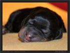 Gordonsetr tata-gordon setter puppies