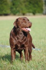 okoldov labradorsk retriever ke kryt-