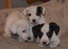 tntka jack russell terier