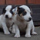 tntka jack russell terier
