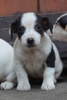 tntka jack russell terier