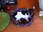 Jack Russell Terir