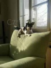 Jack Russell Terir