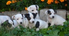 krsn tntka jack russell terier