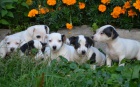 krsn tntka jack russell terier