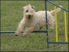 TATA Irish soft coated wheaten terrier 