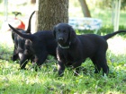 Flatcoated retriever- vychovan ern kluci