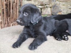 Flatcoated retriever- vychovan ern kluci