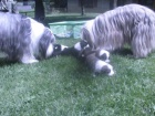 BEARDED COLLIE - krsn ttka s PP