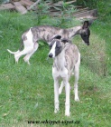 vipet , whippet, mal anglick chrt