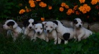 krsn tntka jack russell terier