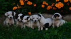 krsn tntka jack russell terier