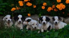 krsn tntka jack russell terier