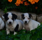 krsn tntka jack russell terier