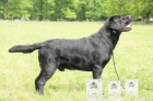 tata labrador retrievera s PP