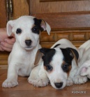 tntka jrt