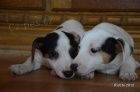 tntka jrt