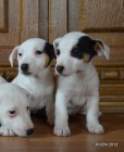 krsn tntka jrt