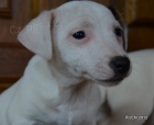 krsn tntka jack russell terier