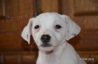 krsn tntka jack russell terier