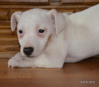 krsn tntka jack russell terier