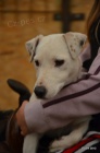 krsn tntka jack russell terier