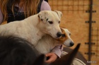 krsn tntka jack russell terier