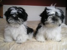 Prodm Shih-tzu