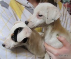 tntka jack russell terier