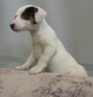 tntka jack russell terier