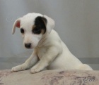 tntka jack russell terier