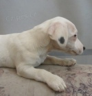 tntka jack russell terier