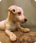 tntka jack russell terier