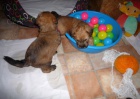 tata - Irish Soft Coated Wheaten Terrier