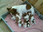 Kryt jack russell terierem
