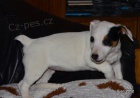 krsn tntko jack russell terier