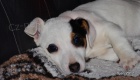 krsn tntko jack russell terier