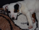 krsn tntko jack russell terier