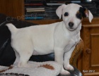 krsn tntko jack russell terier