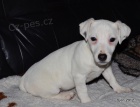 tntka jack russell terier