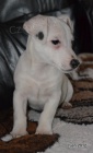 tntka jack russell terier