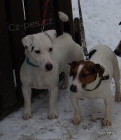 tntka jack russell terier