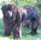 novofundlandsk� pes - daruji