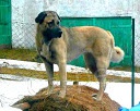 tata,fenky,kangal