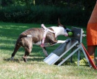 Bull Terrier Action 2013