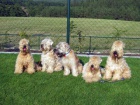 tata - Irish Soft Coated Wheaten Terrier