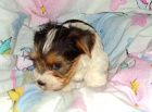 Biewer yorkshire terrier ttka - kluci s PP