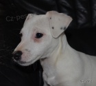 tntka jack russell terier